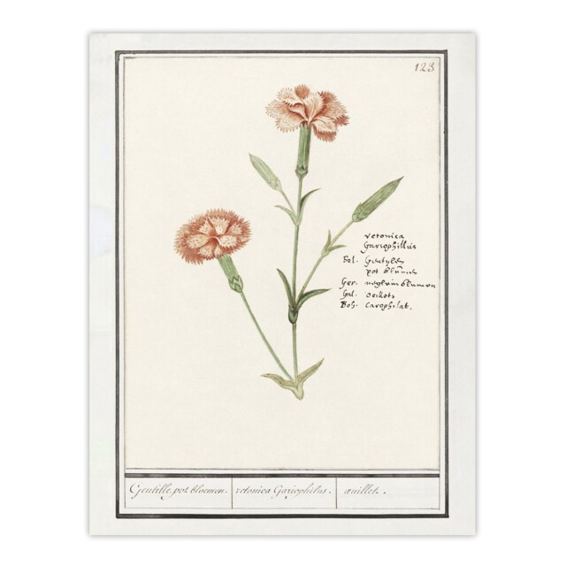 Carnation Dianthus Flower Anselmus de Boodt Huge Wall Art Print 18X24 In