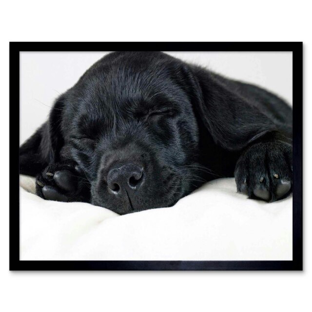 "Labrador Retriever Black Puppy Photo Home Decor 12x16"" Framed Wall Art Print"