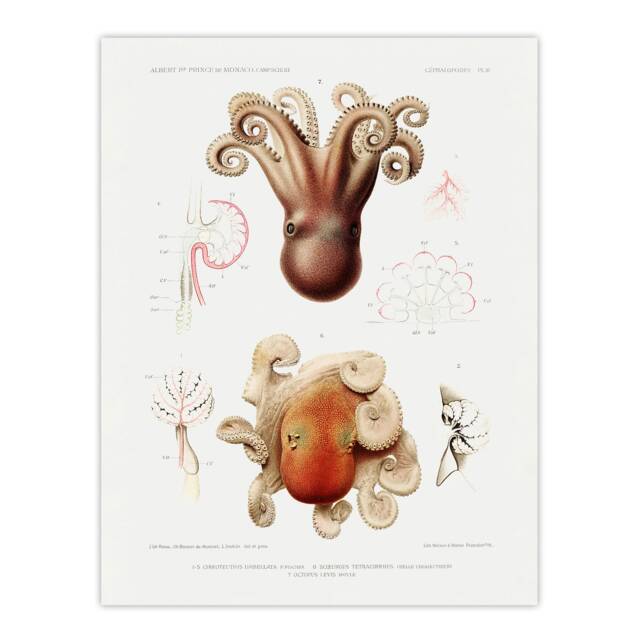 "Octopus Marine Life Study Albert I Wall Art Poster Print 12X16"""
