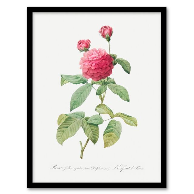 "Agatha Rose Botanical Redoute Vintage Framed Wall Art Print 12X16"""