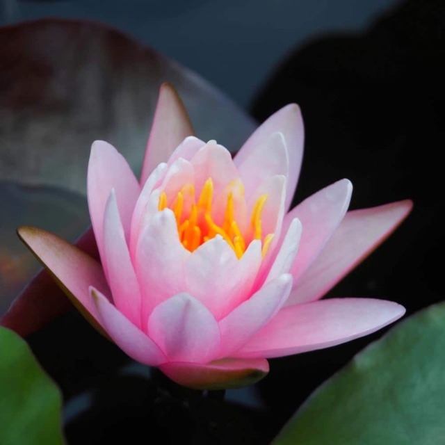 Nymphaea (Waterlily) Pink 9cm Potted Plant x 1