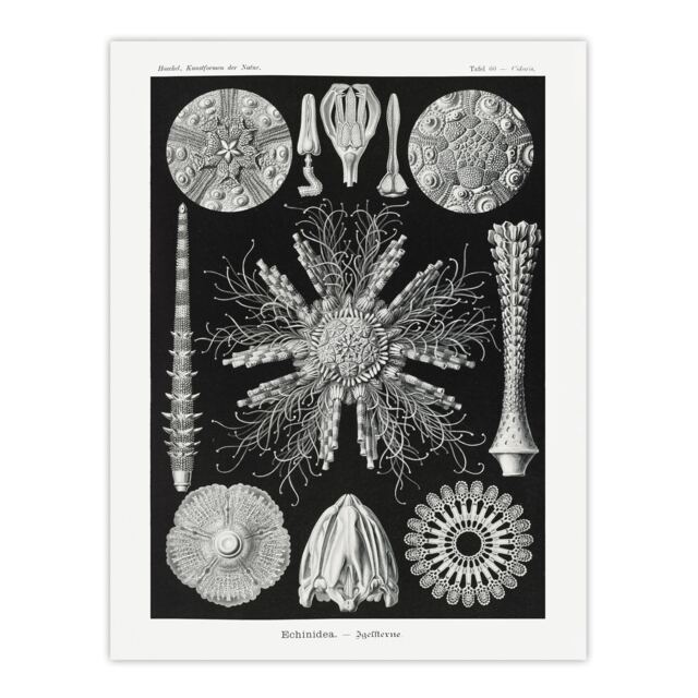 "Sea Urchin Ocean Beach Haeckel Botanical Wall Art Poster Print 12X16"""