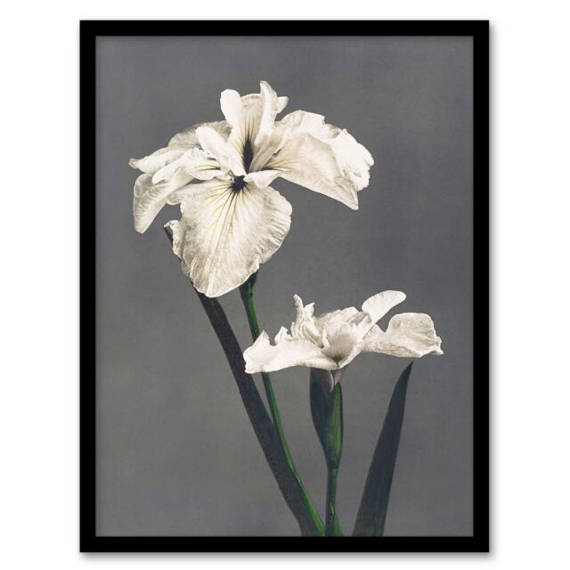 "White Water Iris Flowers Vintage Japan Framed Wall Art Print Kazumasa 12x16"""