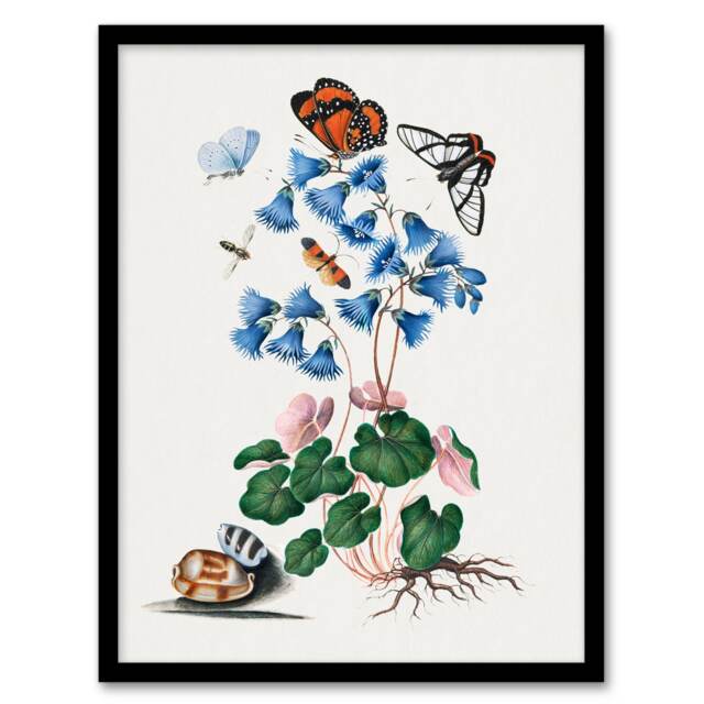 "Soldanella Flower and Butterflies Bolton Framed Wall Art Print 12X16"""