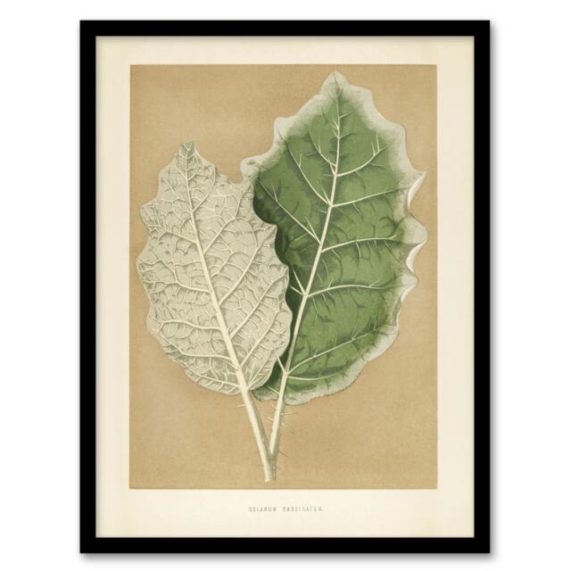 "White Margined Nightshade Leaves Fawcett Framed Wall Art Print 12X16"""
