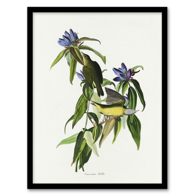 "Connecticut Warbler Bird Audubon Nature Framed Wall Art Print 12X16"""
