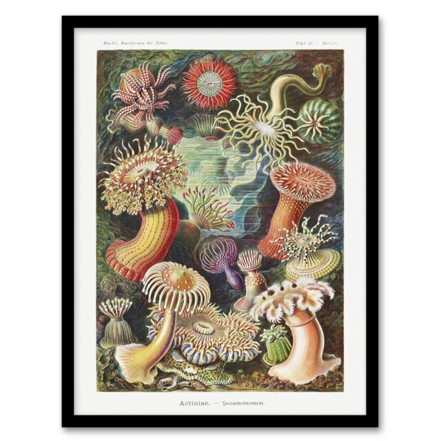 "Sea Anemone Marine Landscape Haeckel Botanical Framed Wall Art Print 12X16"""