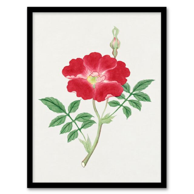 Vintage Japanese Botanical Framed Wall Art Print Red Flower Home Décor