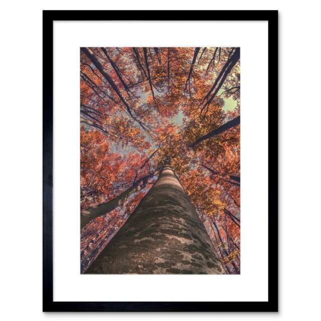 "Canopy View Autumn Birch Forest Trees Nature Photograph 9x7"" Black Framed Wall Art Print"