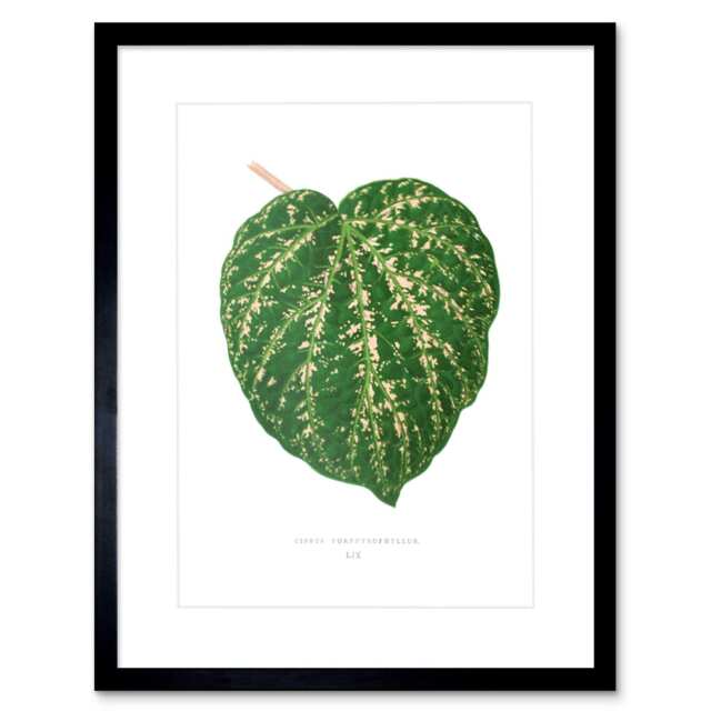 "Leaf Botanical Vintage Cissus Porphyrophyllus 9x7"" Black Framed Wall Art Print"