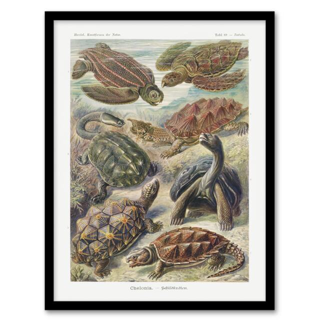 "Chelonia Turtles Vintage Haeckel Botanical Framed Wall Art Print 12X16"""