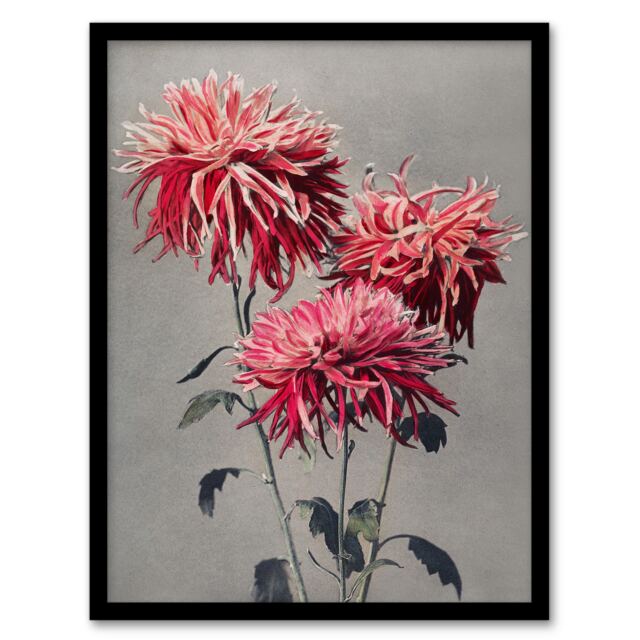 "Pink Chrysanthemum Flowers Vintage Japan Framed Wall Art Print Kazumasa 12x16"""