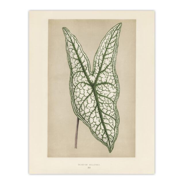 Vintage Botanical Caladium Belleymel Leaf Fawcett Huge Wall Art Print 18X24 In