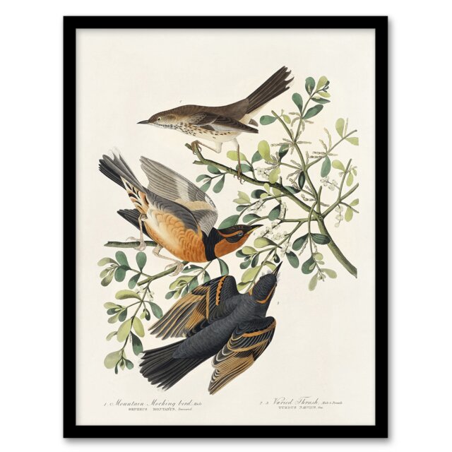 "Mountain Mocking Bird and Thrush Audubon Nature Framed Wall Art Print 12X16"""