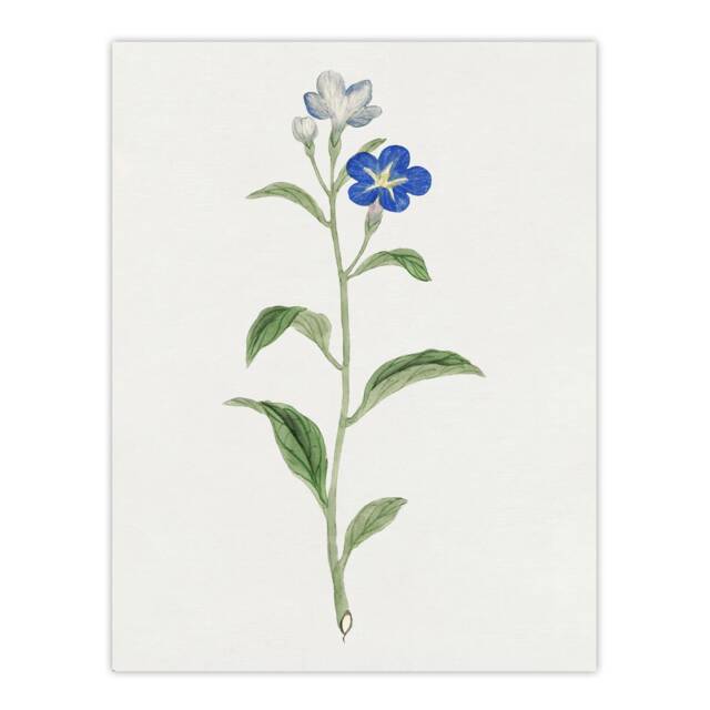 "Blue Flower Wall Art Print Vintage Japanese Botanical 18x24"""