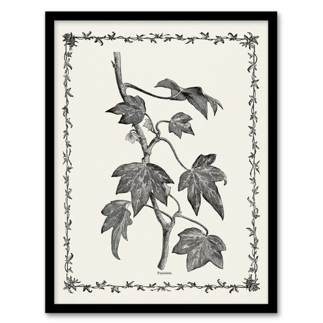 "Vintage Botanical Pustulata Leaves Hibberd Framed Wall Art Print 12X16"""