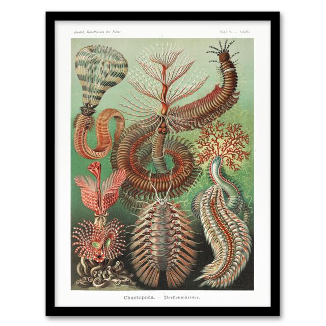 "Chaetopoda Marine Worms Haeckel Botanical Framed Wall Art Print 12X16"""