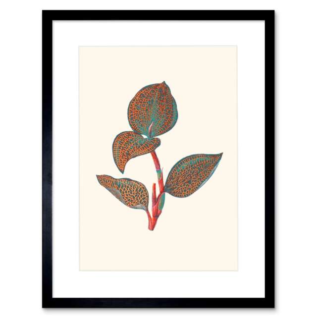 "Vintage Botanical Fittonia Leaves Nerve Plant Lover 9x7"" Black Framed Wall Art Print"