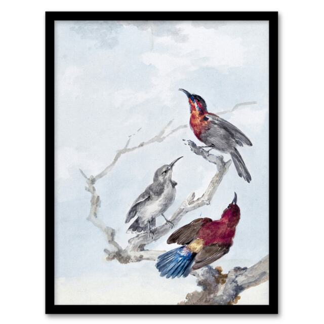 "Three Crimson Sunbirds Watercolour Schouman Framed Wall Art Print 12X16"""