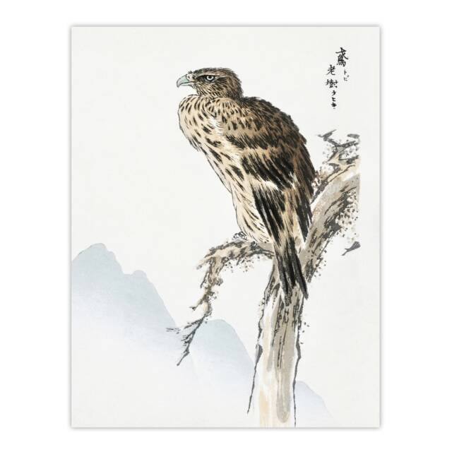 "Black Eared Kite Bird Japanese Japan Wall Art Print Numata Kashu 24x32"""