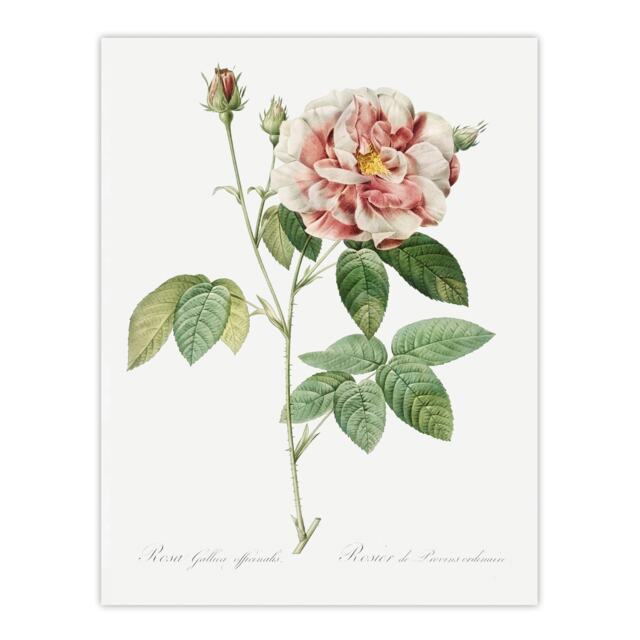 "Rosa Gallica Giant Rose Floral Redoute Vintage Wall Art Poster Print 12X16"""