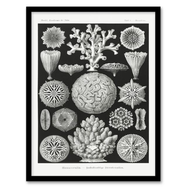 Ernst Haeckel Framed Wall Art Hexacorallia Marine Life Illustration Home Décor