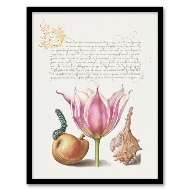"Pear Pink Tulip and Seashell Calligraphy Framed Wall Art Print 12X16"""