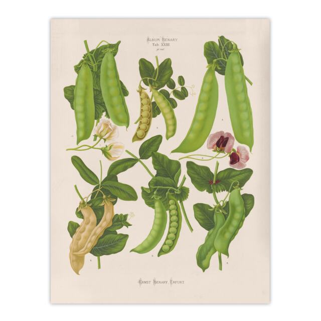"Sugar Peas Vintage Illustration Ernst Benary Huge Wall Art Poster Print 24X32"""