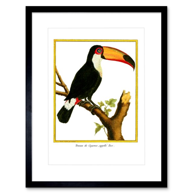 "Vintage Toucan Tree Branch Tropical Bird Animal Lover 9x7"" Black Framed Wall Art Print"