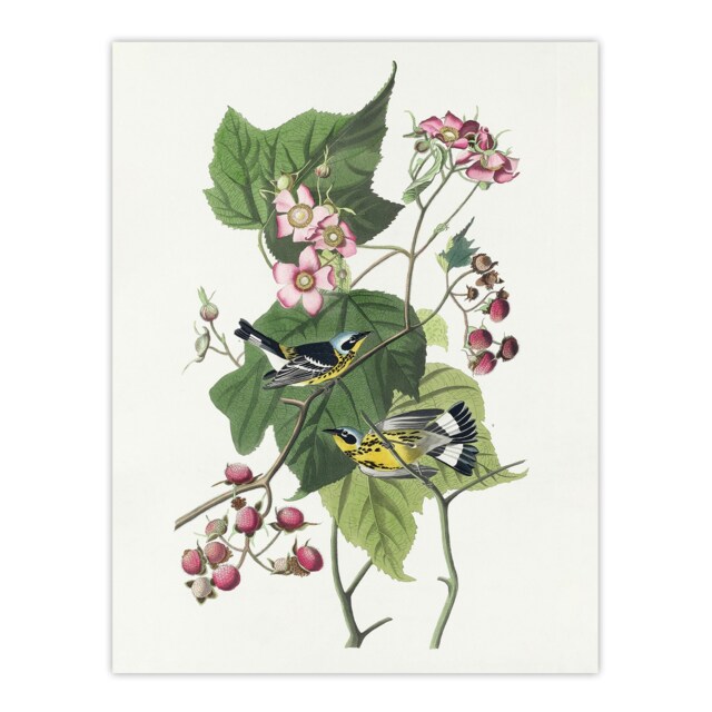"Black and Yellow Warblers Audubon Nature Huge Wall Art Poster Print 24X32"""