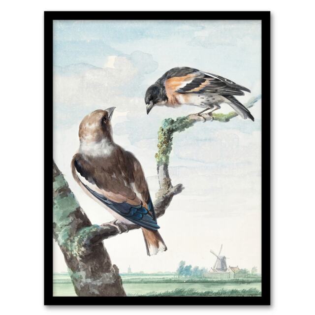 "Two Hawfinch Birds in Rural Landscape Schouman Framed Wall Art Print 12X16"""