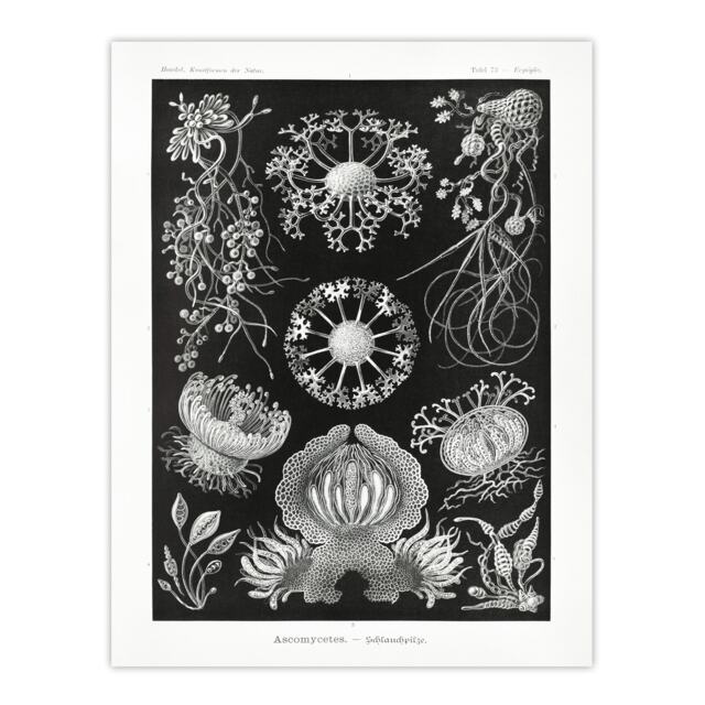 "Ascomycetes Fungi Species Vintage Haeckel Huge Wall Art Poster Print 24X32"""
