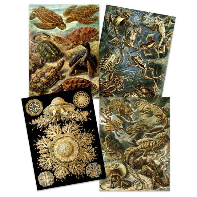 Pack of 4 Vintage Ernst Haeckel Nature Turtle Jellyfish Aquatic Animals Sea Life Biology Art Print 12x16 Inch