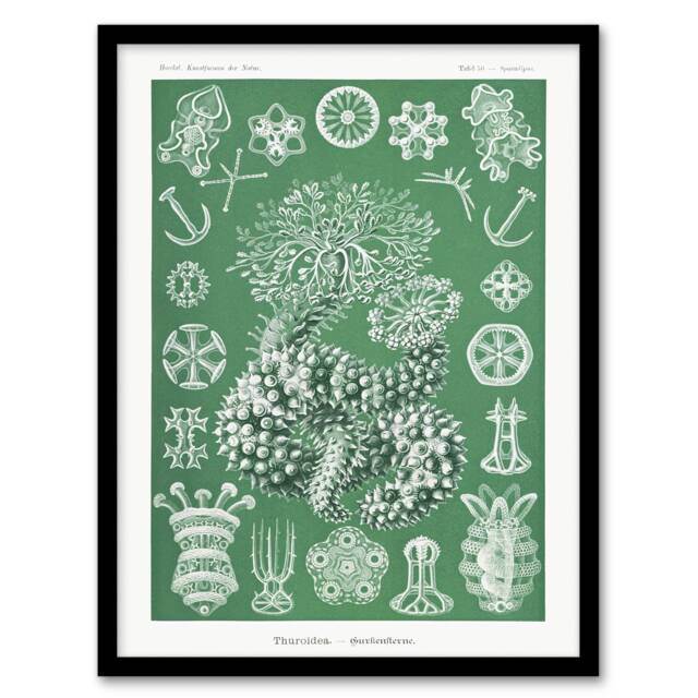 "Ocean Sea Cucumber Beach Haeckel Botanical Framed Wall Art Print 12X16"""