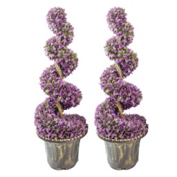 90cm Pair of Purple Large Leaf Spiral Topiary Trees with Decorative Planters Purple 3ft