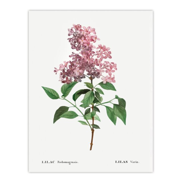 "Chinese Lilac Floral Redoute Vintage Huge Wall Art Poster Print 24X32"""