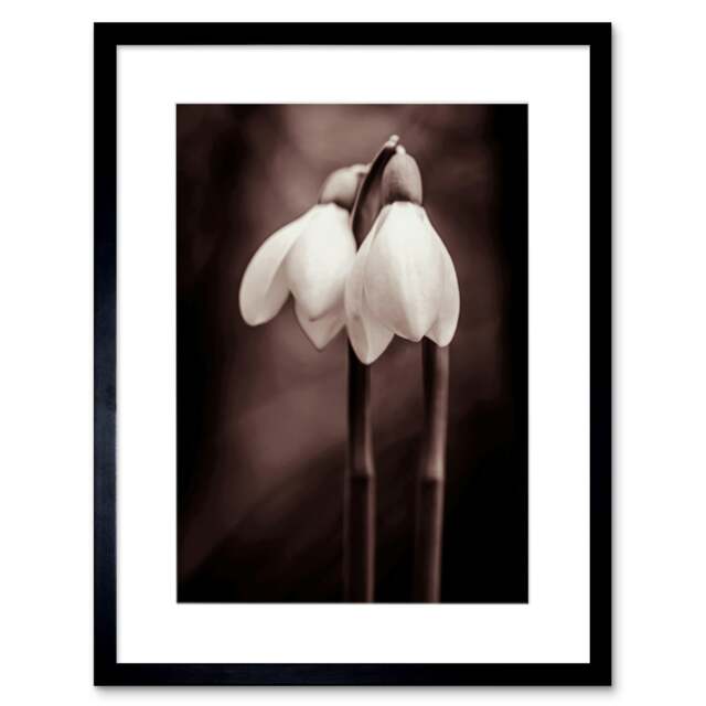 "Snowdrops Flowers Black White Floral Nature Photograph 9x7"" Black Framed Wall Art Print"