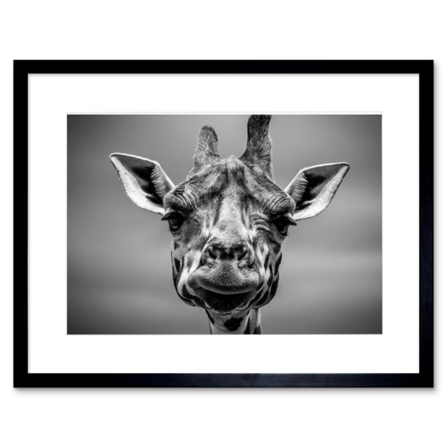 "Giraffe Head Black White Furlan Animal Photograph 9x7"" Black Framed Wall Art Print"