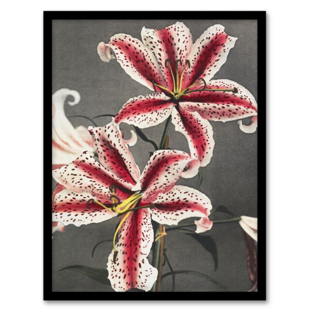 "Pink Spotted Lily Flower Blooms Vintage Framed Wall Art Print Kazumasa 12x16"""