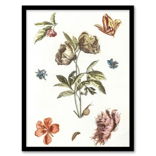 "Flowers Snail and a Caterpillar Johan Teyler Framed Wall Art Print 12X16"""