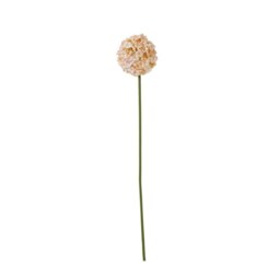 The Natural Garden Collection White & Apricot Allium - Artificial Flower (Single Stem) - Plastic - H56 cm - White