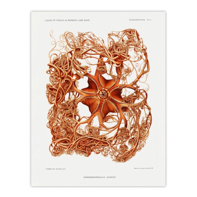 "Deep Sea Basket Star Illustration Albert I Wall Art Poster Print 12X16"""
