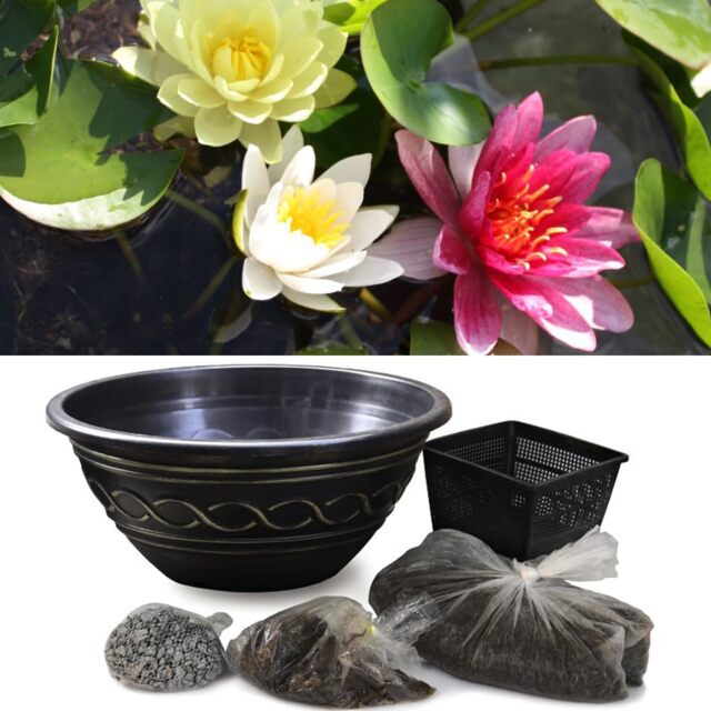Trio Waterlily Pond Basket + Black and Gold Patio Pond Pot