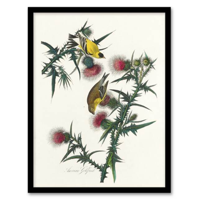 "American Goldfinch and Thistle Audubon Nature Framed Wall Art Print 12X16"""