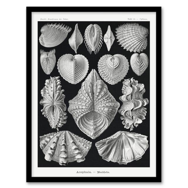 Ernst Haeckel Framed Wall Art Print Acephala Mollusks Clams Oysters Home Décor