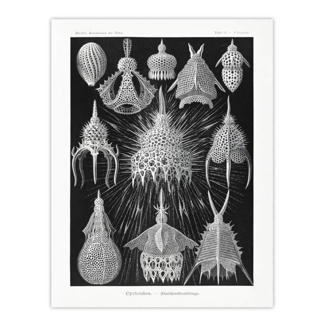 "Marine Microorganisms Haeckel Botanical Huge Wall Art Poster Print 24X32"""