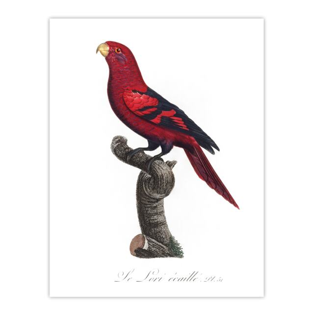 "The Violet Necked Lory Parrot Levaillant Huge Wall Art Poster Print 24X32"""