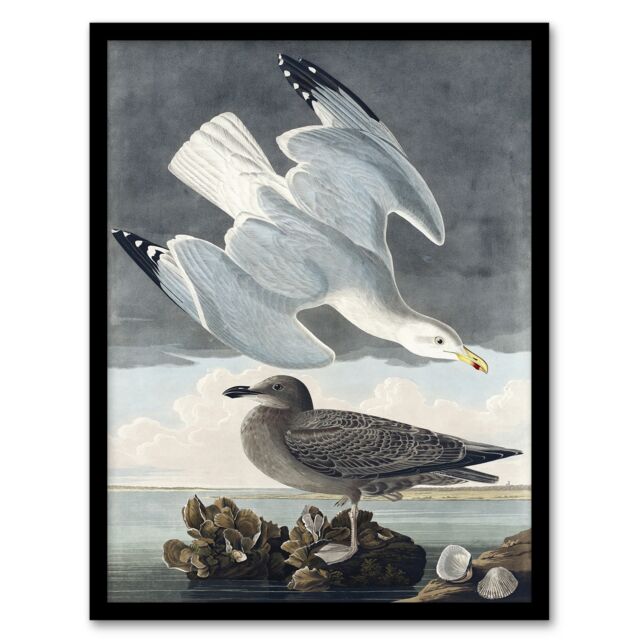 "Birds of America Herring Gull Audubon Nature Framed Wall Art Print 12X16"""