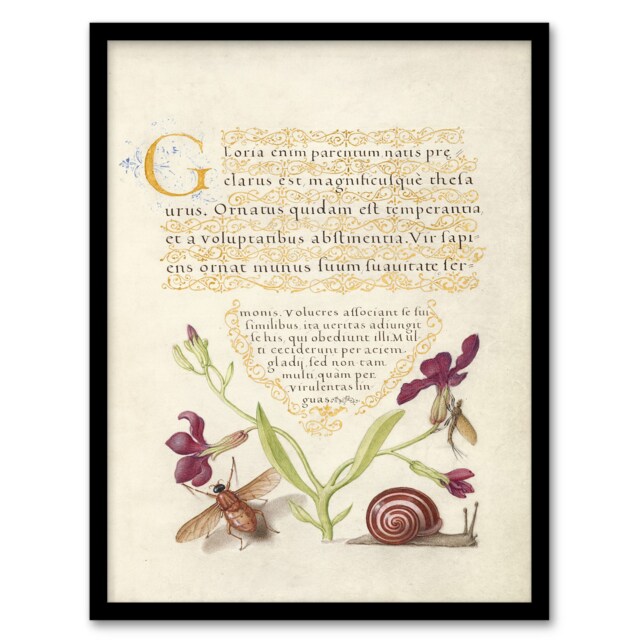 Model Book of Calligraphy Framed Wall Art Gillyflower Fly Mayfly and Snail