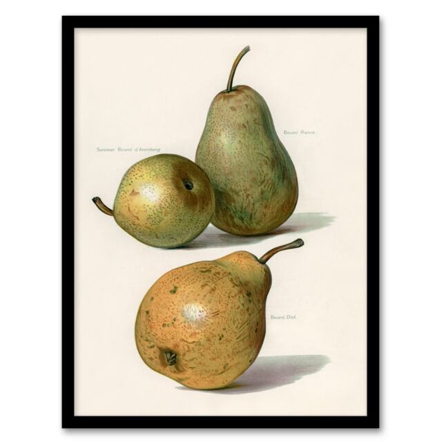 John Wright Framed Wall Art Vintage Illustration of Pear Varieties Home Décor